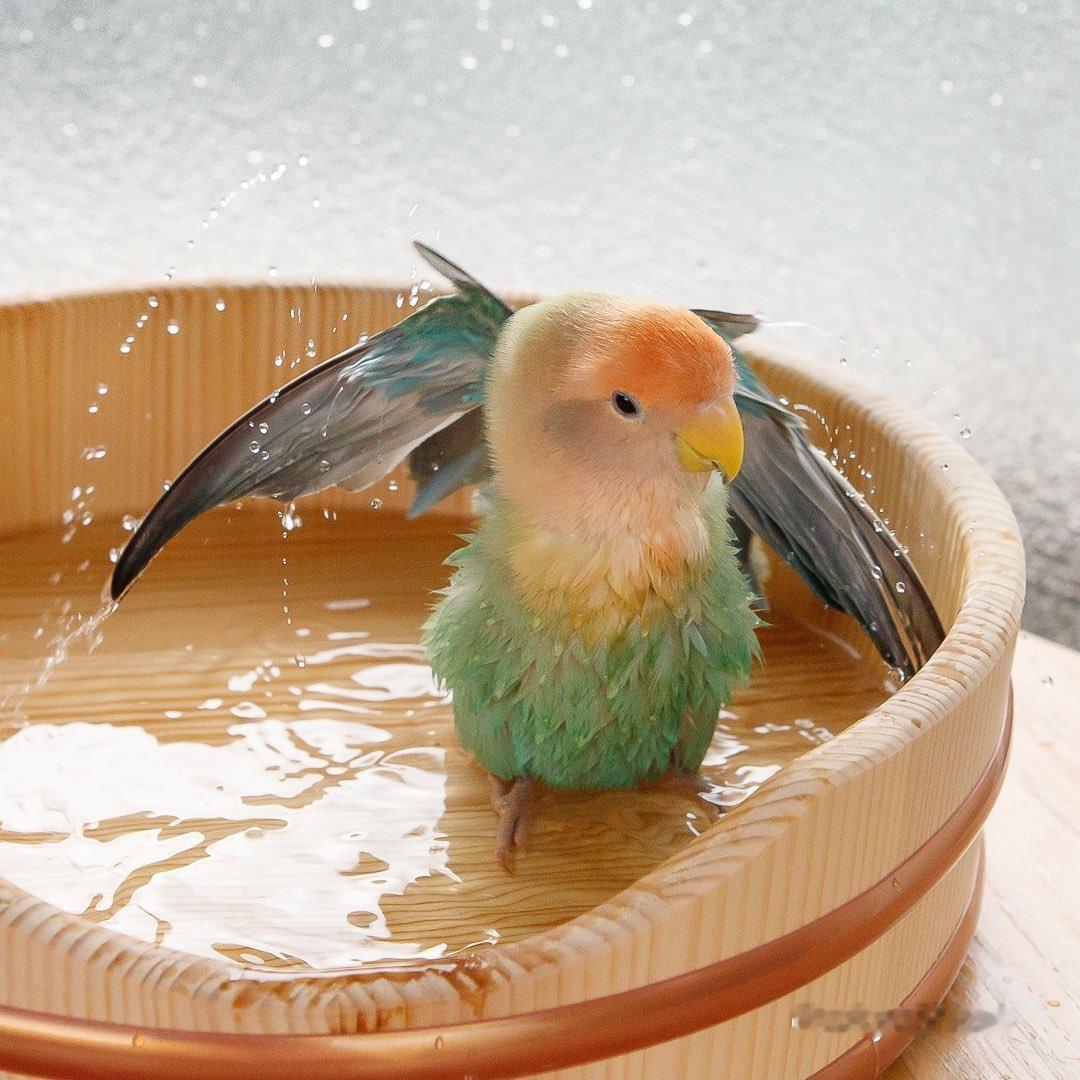 爱洗澡的小青芒~~【推：tokyoshiori】 