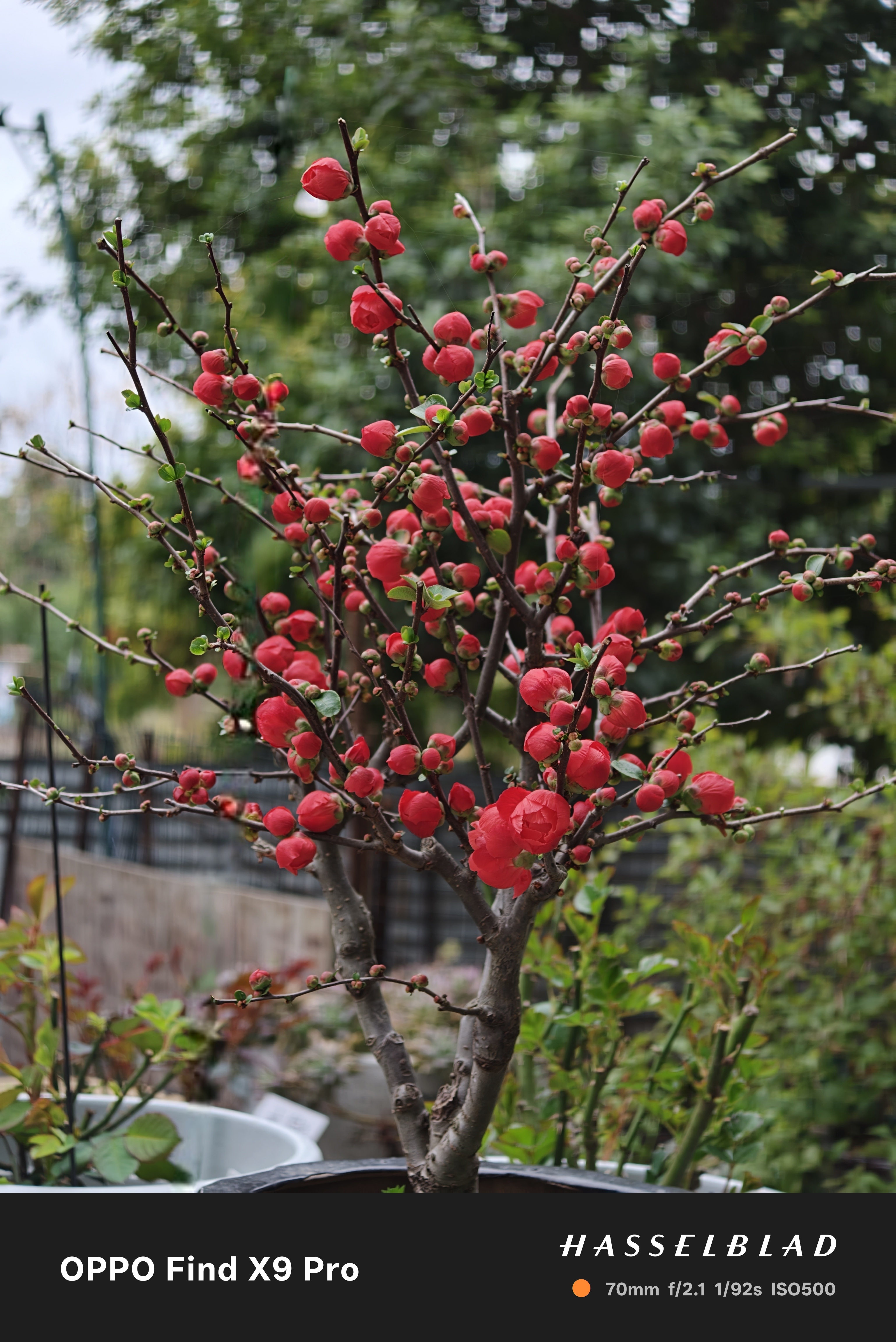 梅花开了，冬天里还得是梅花