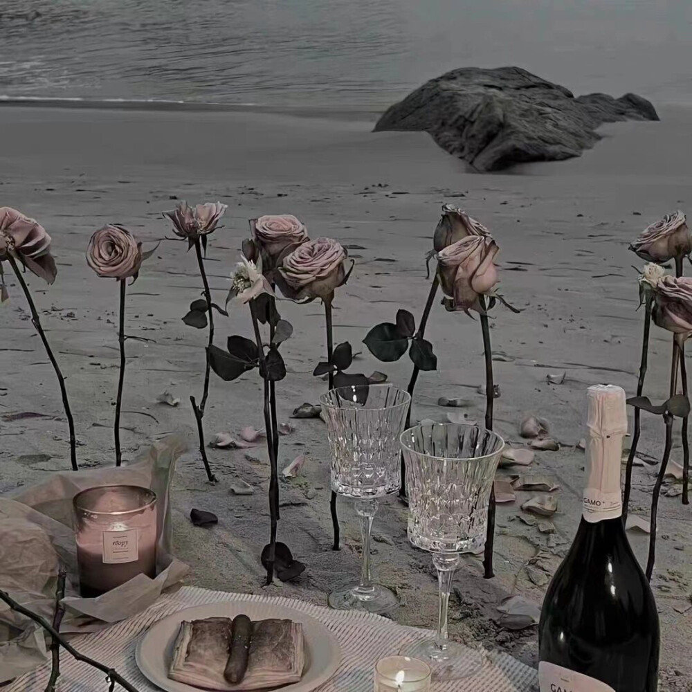 山茶花不懂白玫瑰，月色赶不上余晖。 ​​​