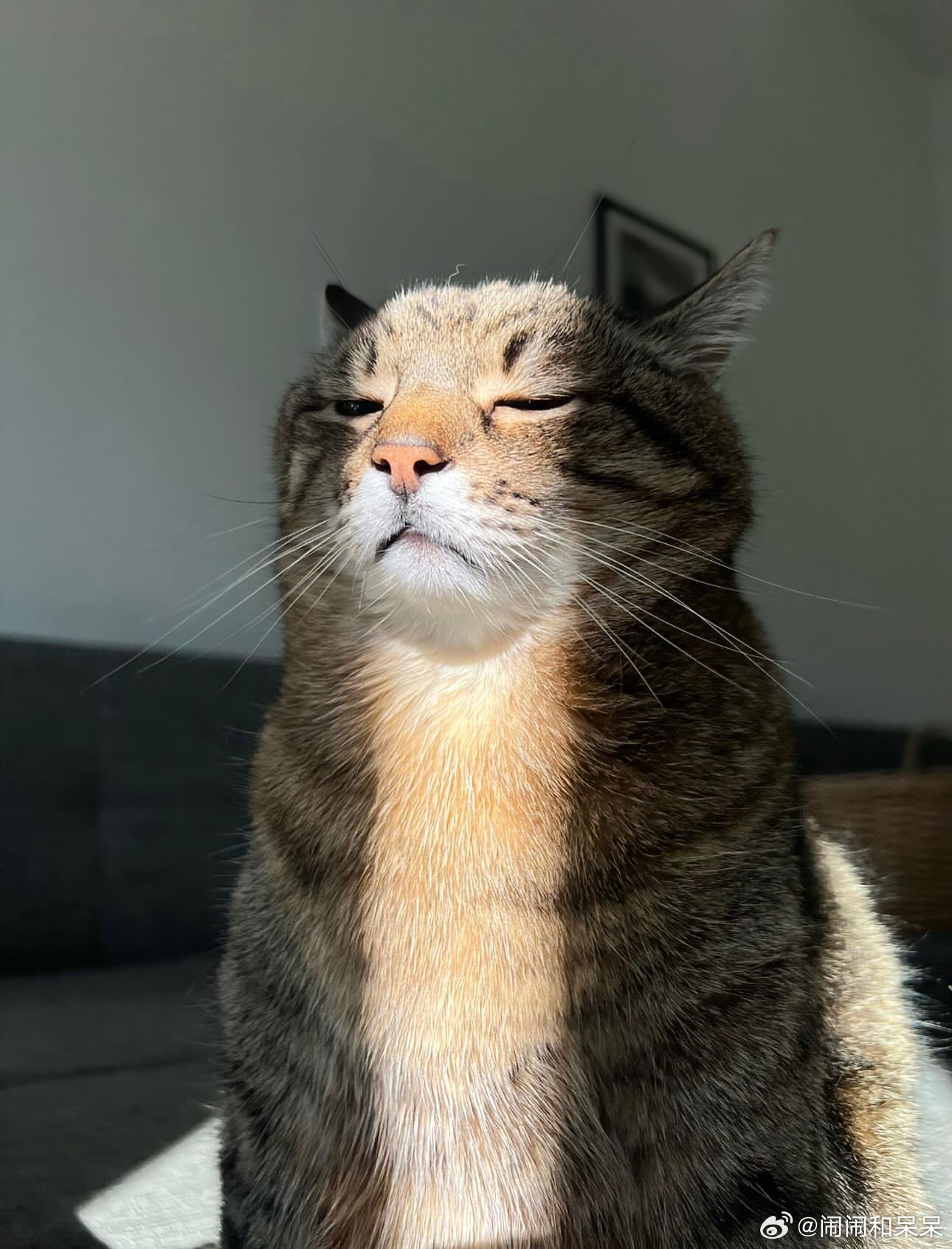 emo猫周一心情cr：loveyoustepan ​​​