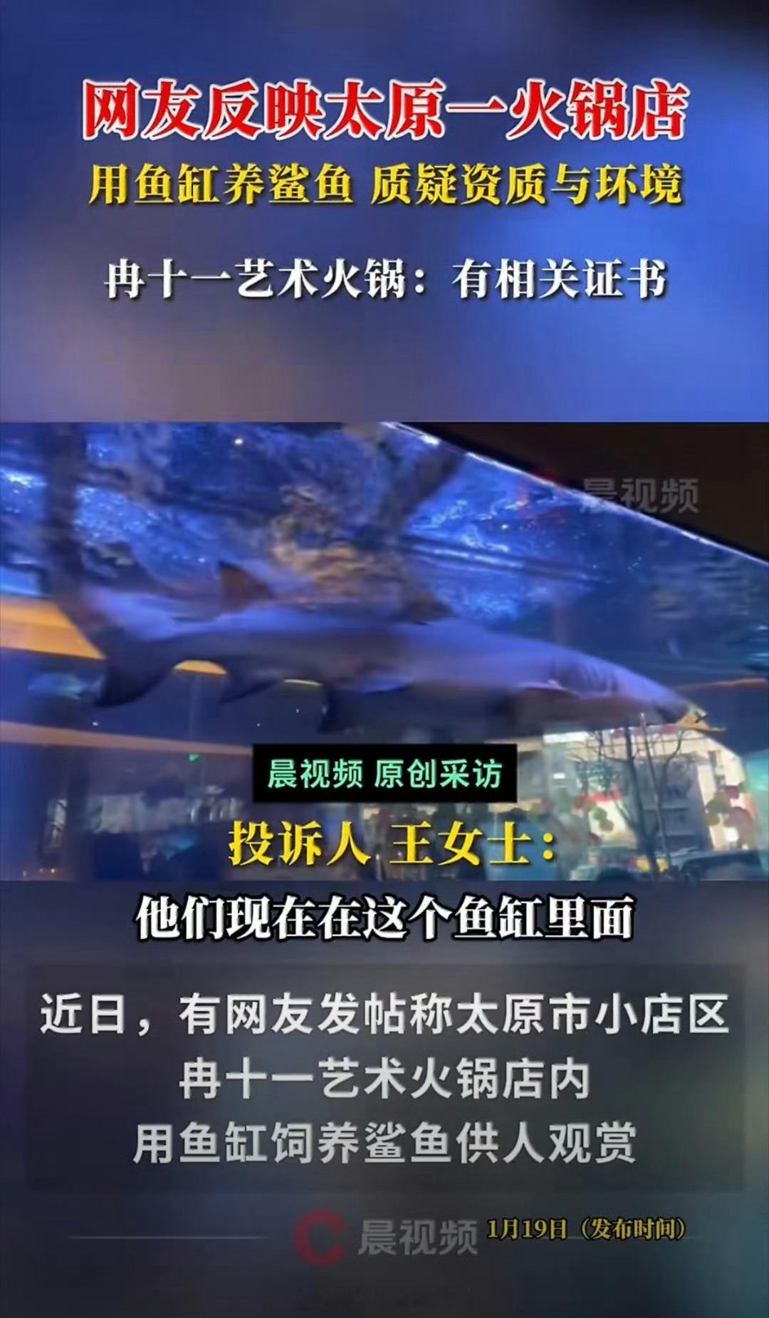 火锅店用鱼缸养鲨鱼供人观赏这敢坐那边吃嘛 私人养鲨鱼真的能行吗