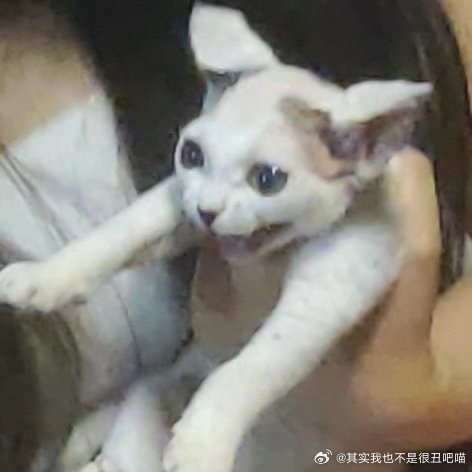50503【丑猫】孩子能否入选表情包😋 