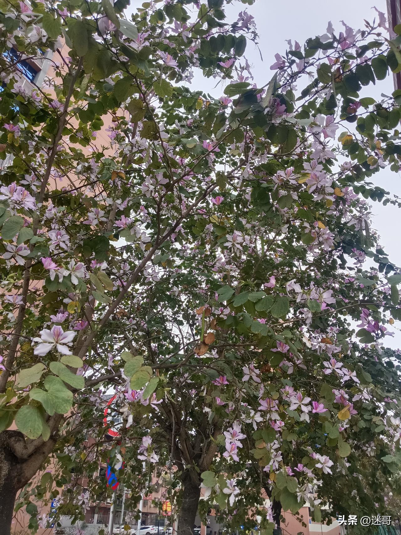 选鞋子，就像选人生：好看是给别人看，舒服是自己受着。
 
年轻时总为了颜值硬撑，