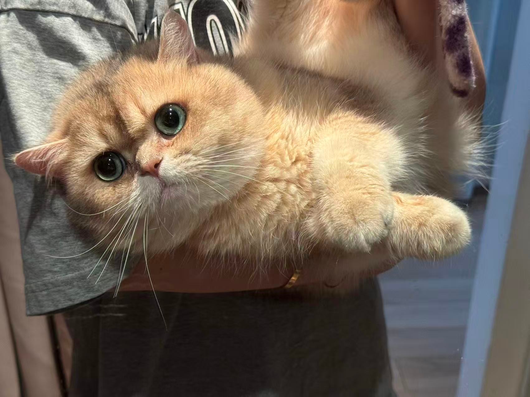这是谁的🐈🐈呀？