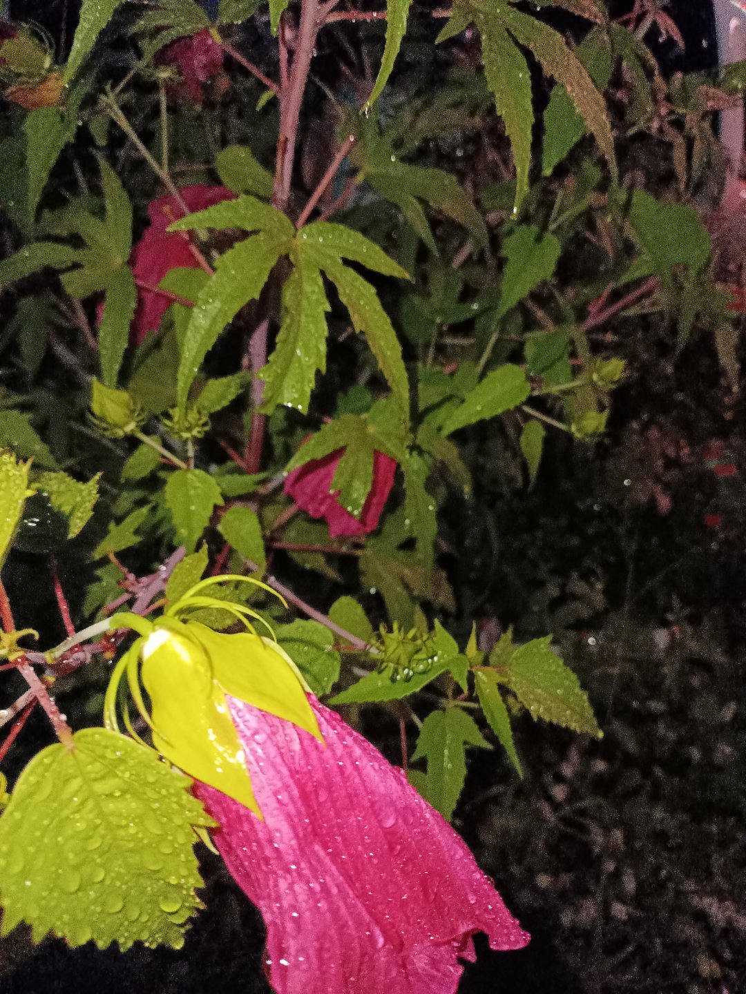 耕耘收获，天道酬勤!人生只要努力，就会有希望。永远不要说‘不’，要知难而上，知其