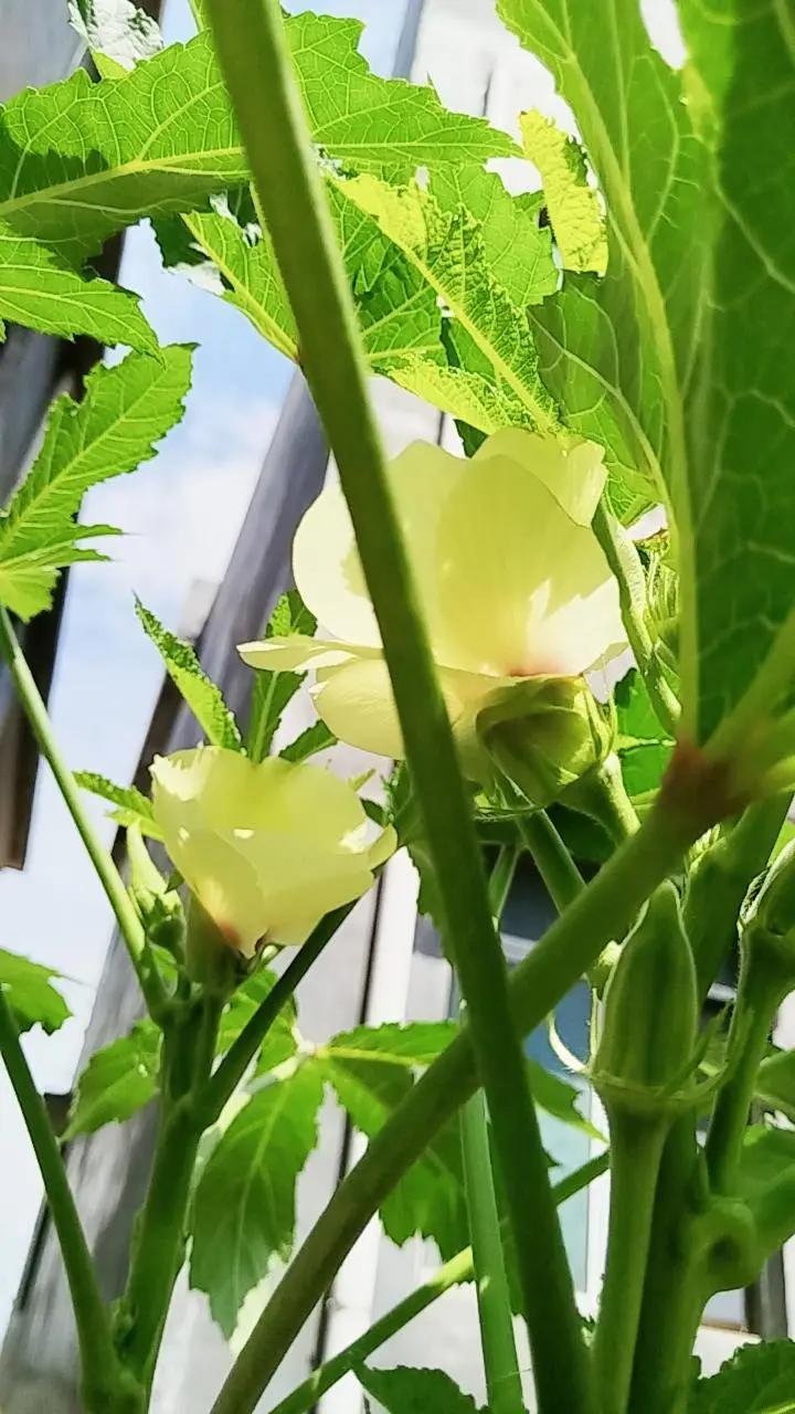 你不必是一朵花