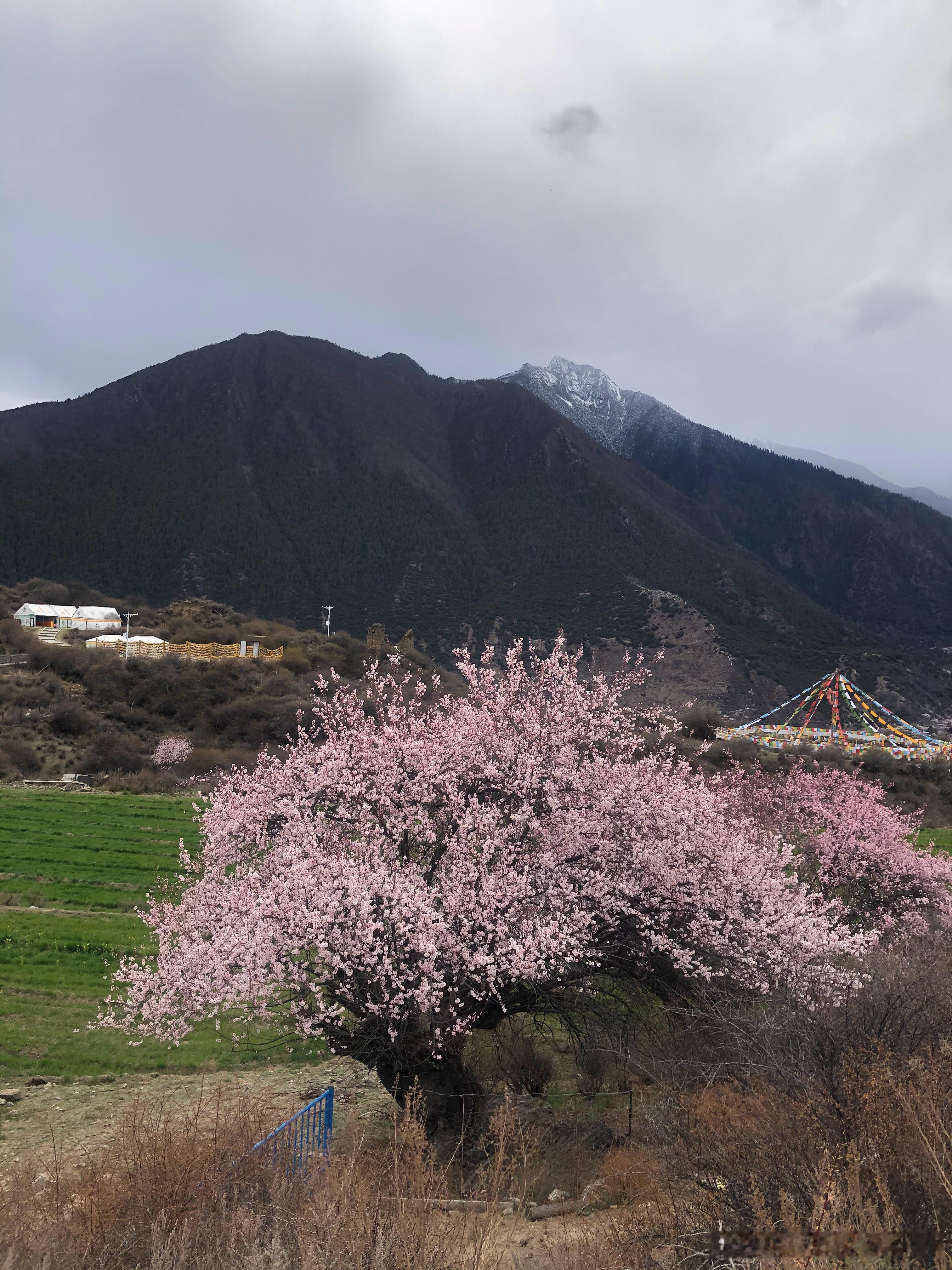 周六思考：林芝的桃花节。三月中旬，春暖花开，正是出门踏春赏桃花的好时节。西藏的林