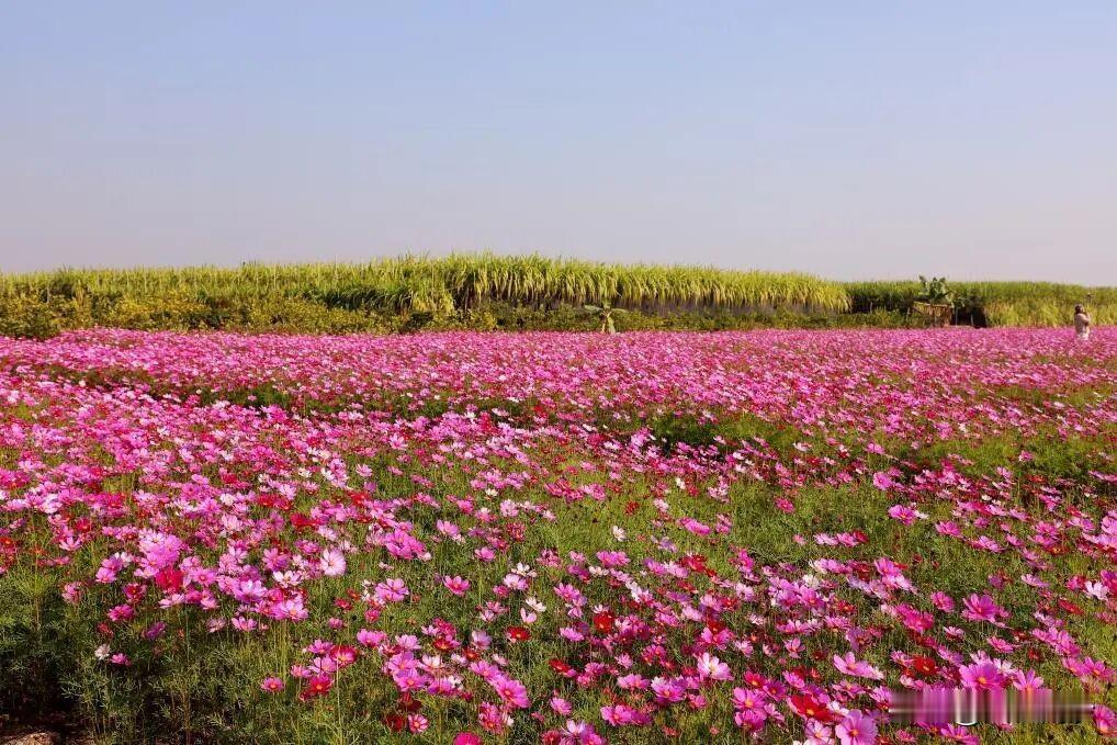 【南沙又有花海啦！这次在榄核！】继续东涌官坦农业园向日葵花海之后，南沙又来花海了