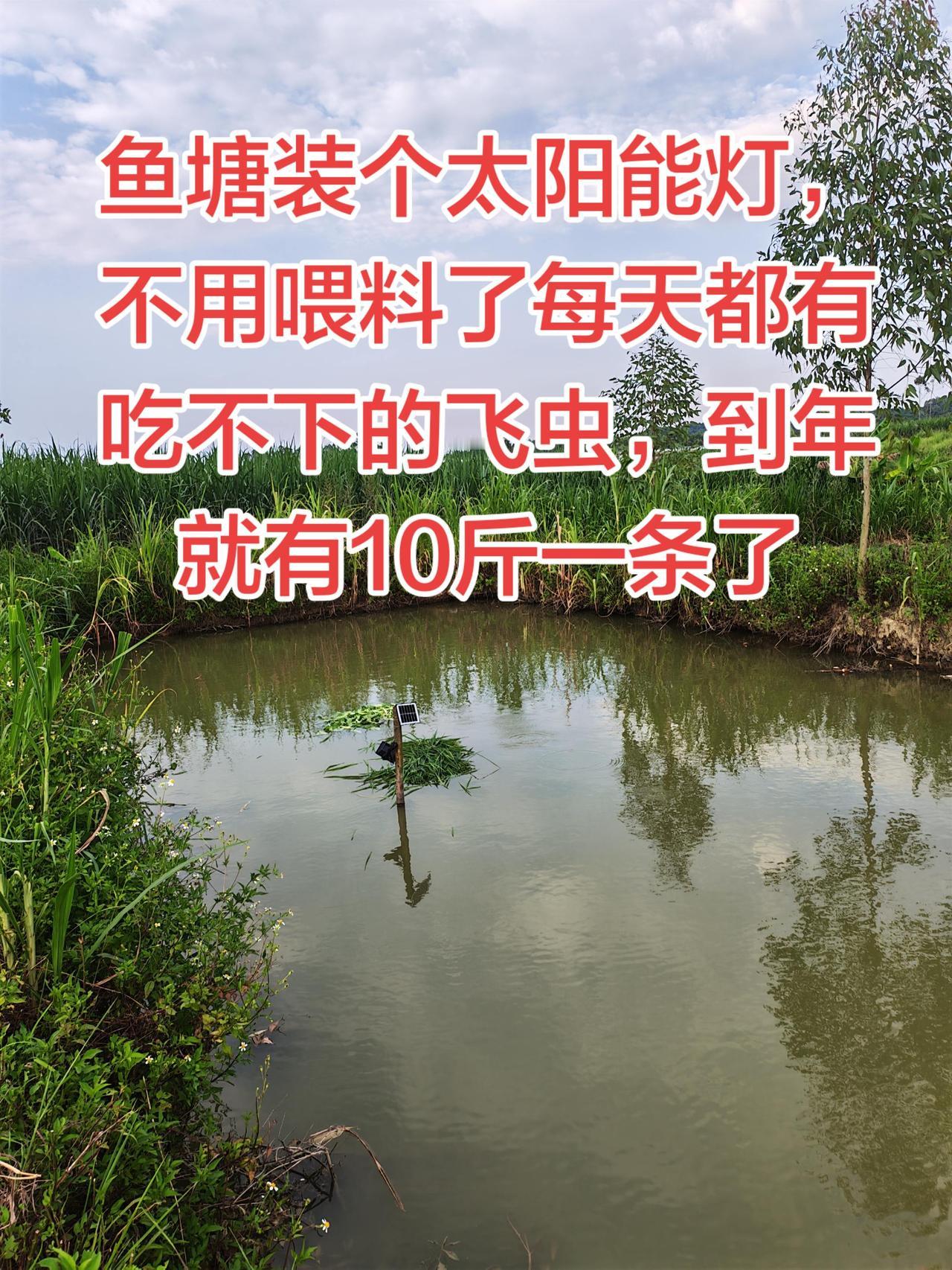 这个办法好，不用喂料了养鱼日记 农村生活 乡村生态环境现状