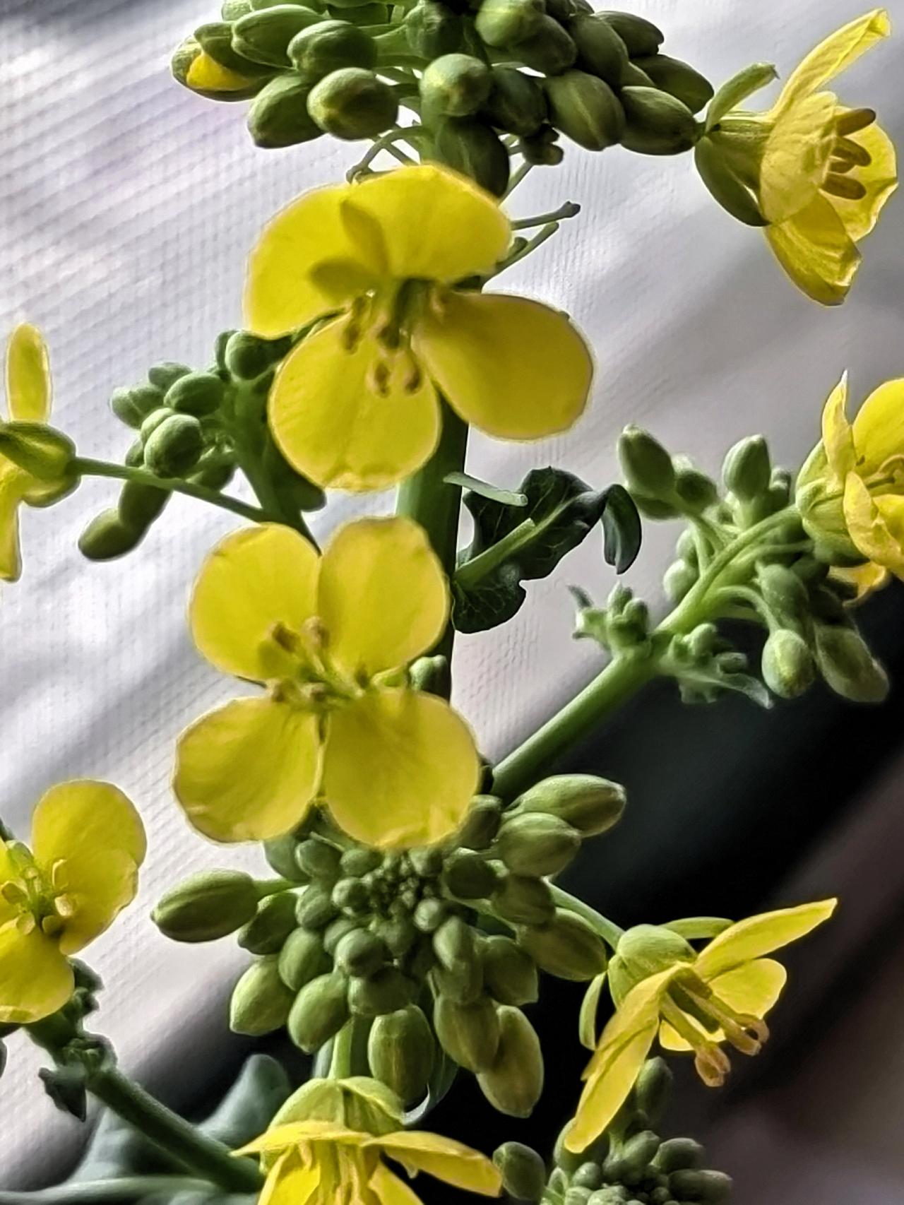 现在的年轻人，这么不爱打招呼了吗？
邻居嫂子要给女儿看孩子去了，这一走，可能就是