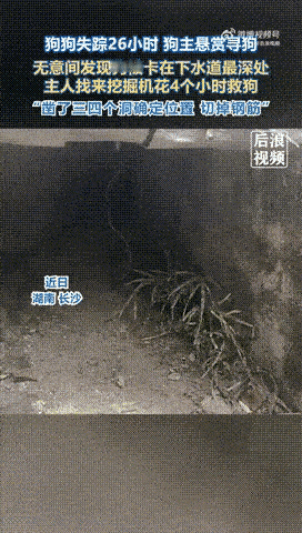 狗狗失踪了26个小时，主人动用挖掘机，费时4个小时救出狗狗。
狗狗失踪了，主人心