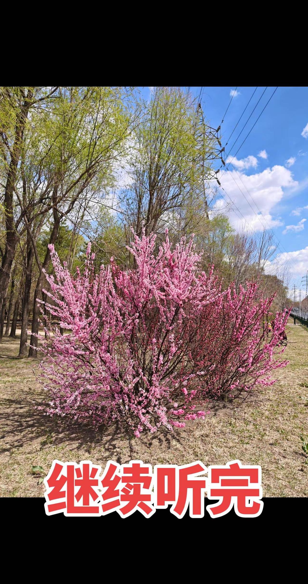 原研药还是仿制药。🌸这是什么神仙花海！！粉到心坎里了～随便拍都是大片📸春天果