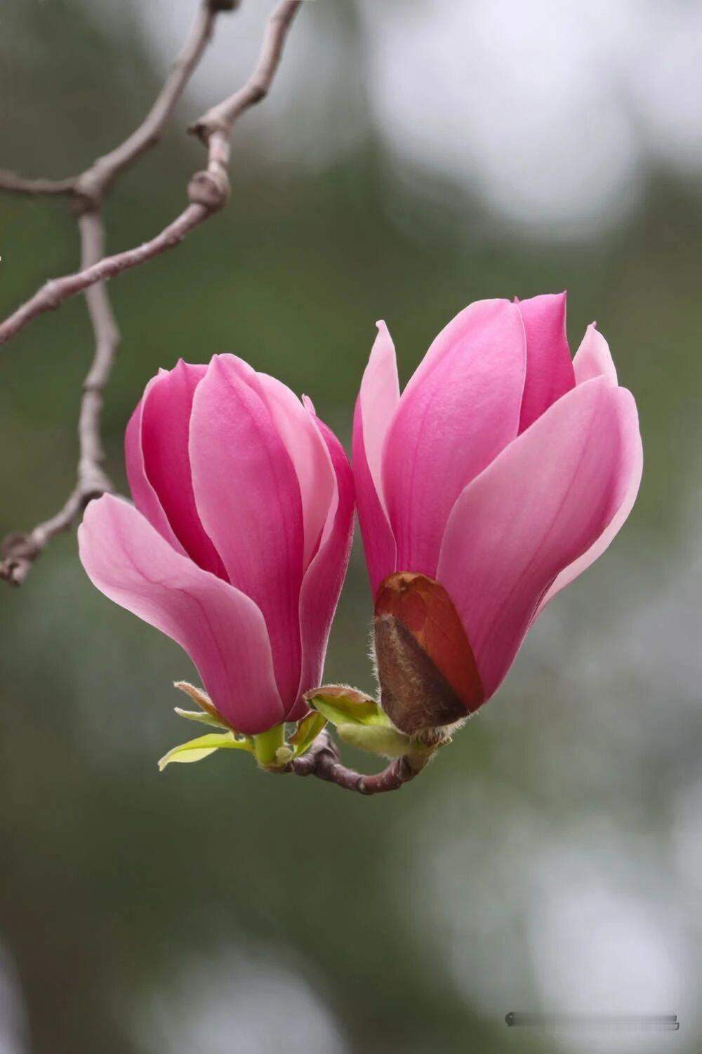 窗前开着玉兰，
枝头挂满春天。
送来清香一缕，
写入美好诗篇。