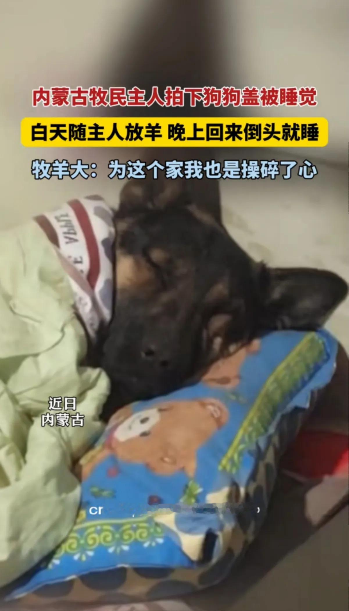 放羊很累的，牧羊犬牧羊累成狗

内蒙古一个牧区，一只威风凛凛的牧羊犬在牧区帮主人