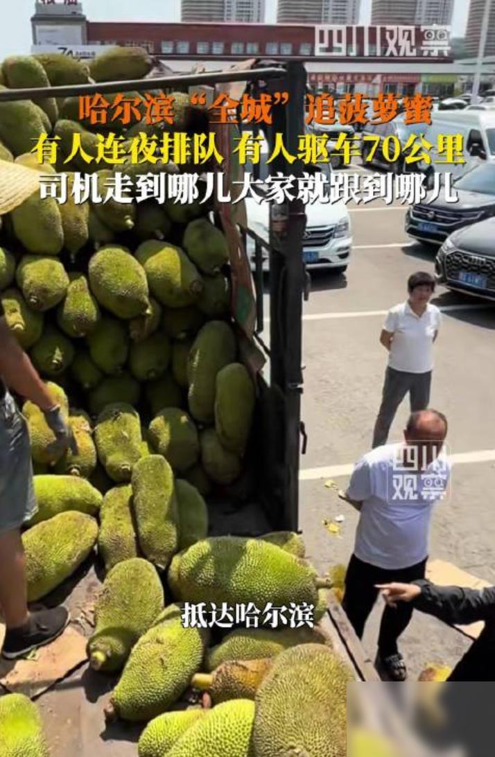 哈尔滨有人开70公里追着买菠萝蜜
菠萝蜜你插翅难飞！近日，这事看着像段子，其实挺