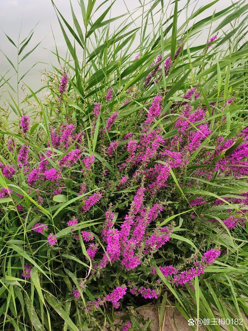 出句：荒郊多野卉；
对句：幽谷少人踪。

联意赏析：[大金牙]
‌上联“‌荒郊多