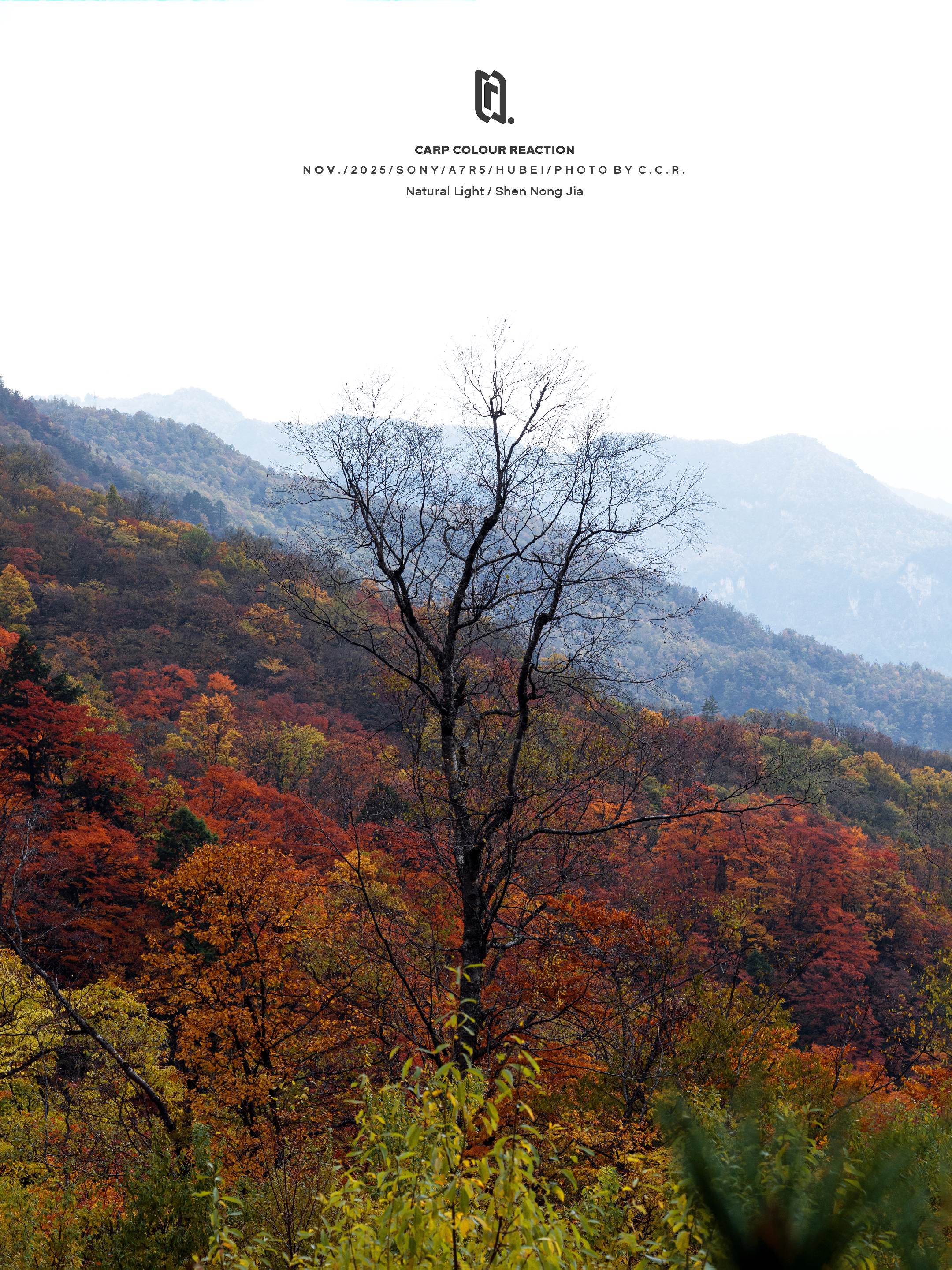 神农架是中国最被低估的秋景！神农架的11月就是秋日机位调色盘，秋天拍风...