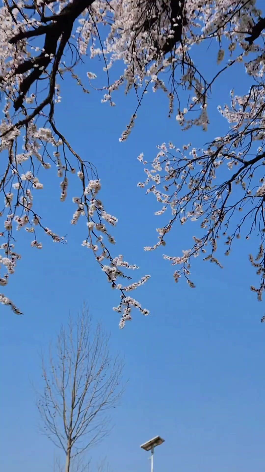 春风吹过故乡的老巷，一树繁花正热烈绽放。粉白的花瓣簇拥枝头，微风拂过，花瓣簌簌飘