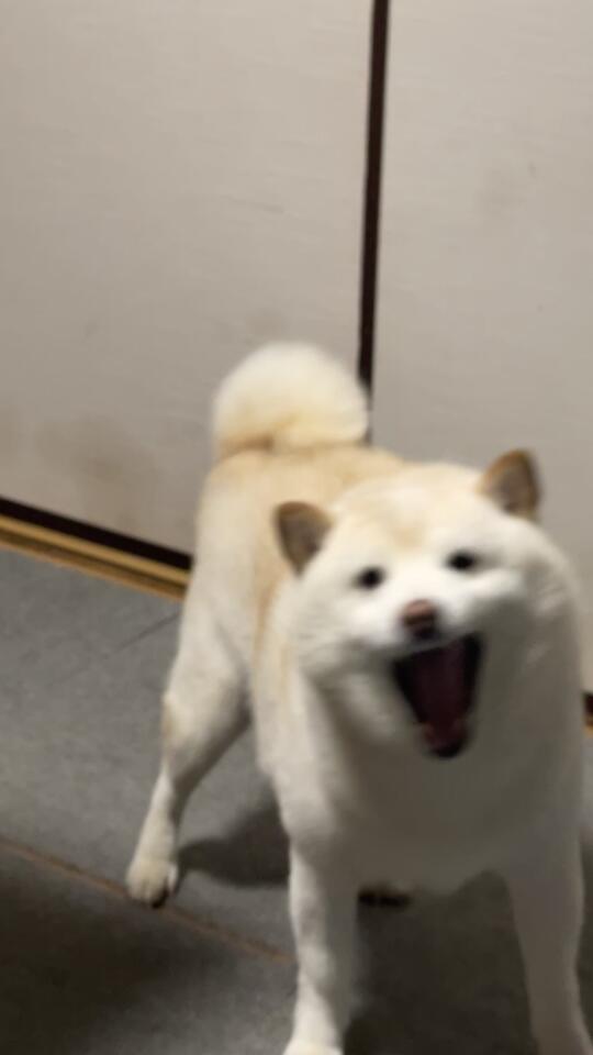 天下武功 唯快不破