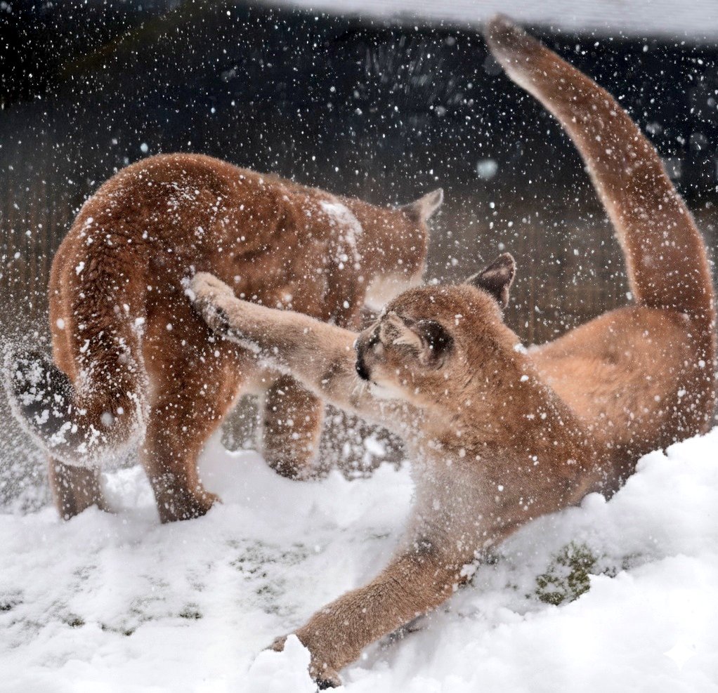 美洲狮 雪中的大Puma和小Puma【推：yoshi_s05】 