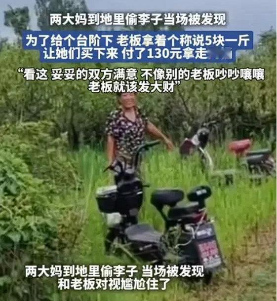 “把猪养肥了再杀！”7月，山东两个大妈到果园里偷摘李子，果园老板发现，老板高情商