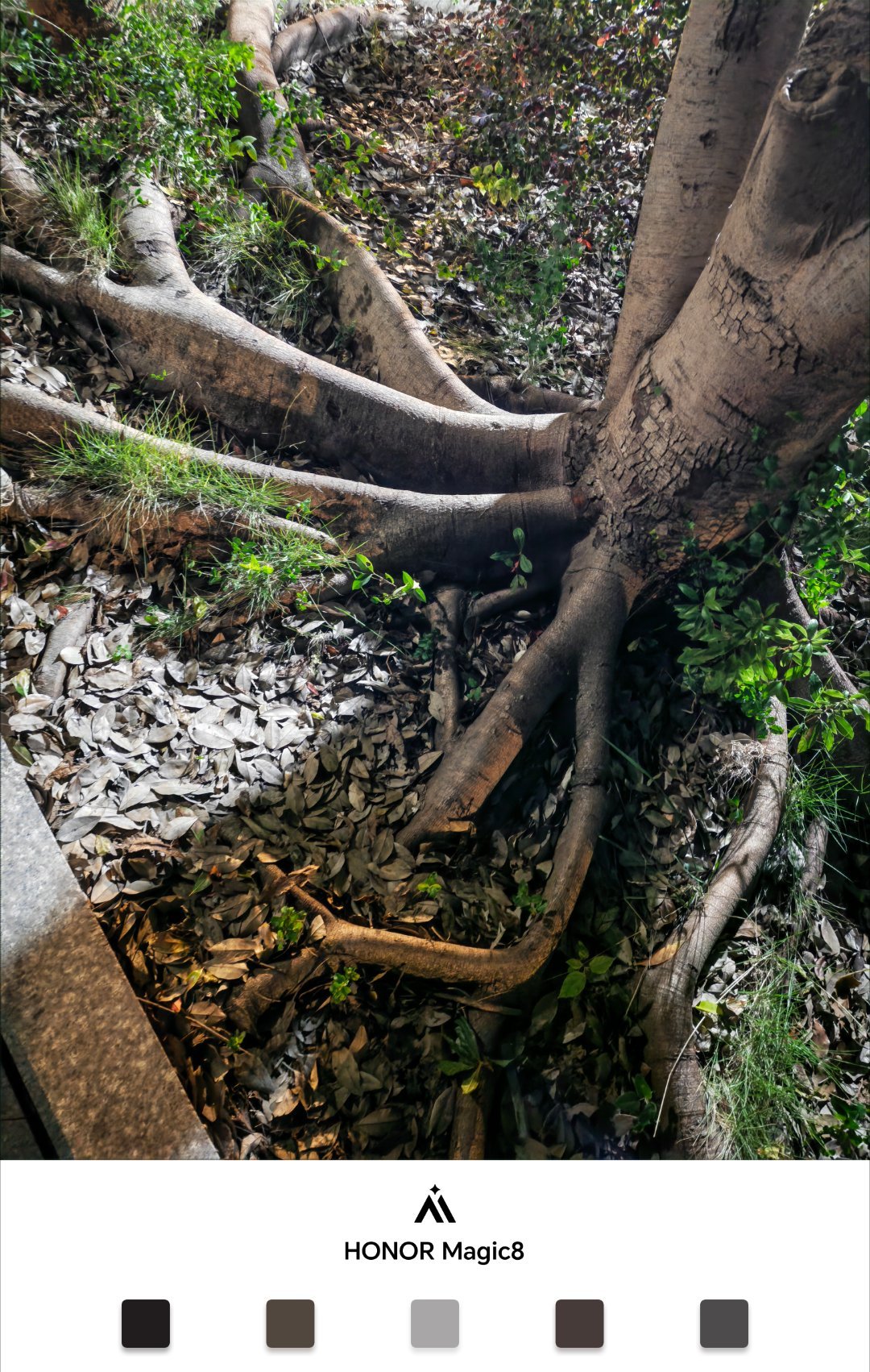 老树盘根！佳人们早。每天早起打卡 ​​​