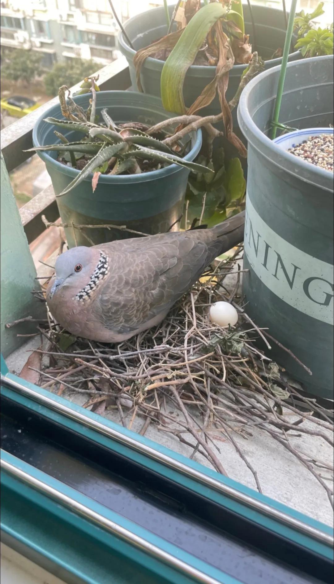 它孵蛋是认真的吗？这鸟窝也太潦草了吧！