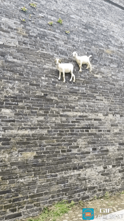 “太不可思议了！”近日一名河南游客前往河北广府古城游玩，意外撞见极具反差感的一幕