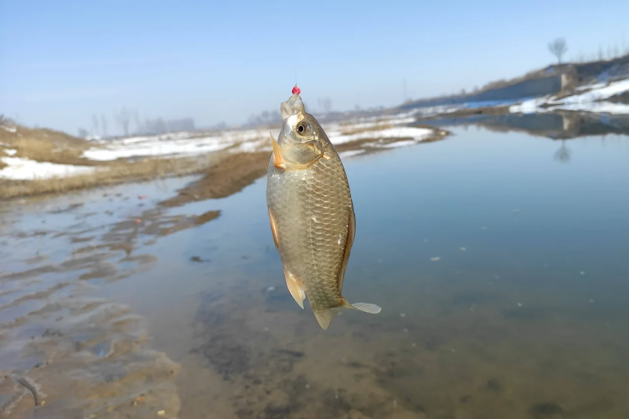 冬天鲫鱼觅食的主要窗口期，野钓鲫鱼的时机