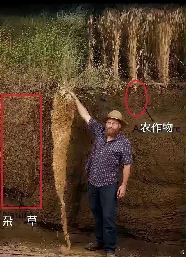 一张图告诉你杂草为什么能生了一茬又一茬 