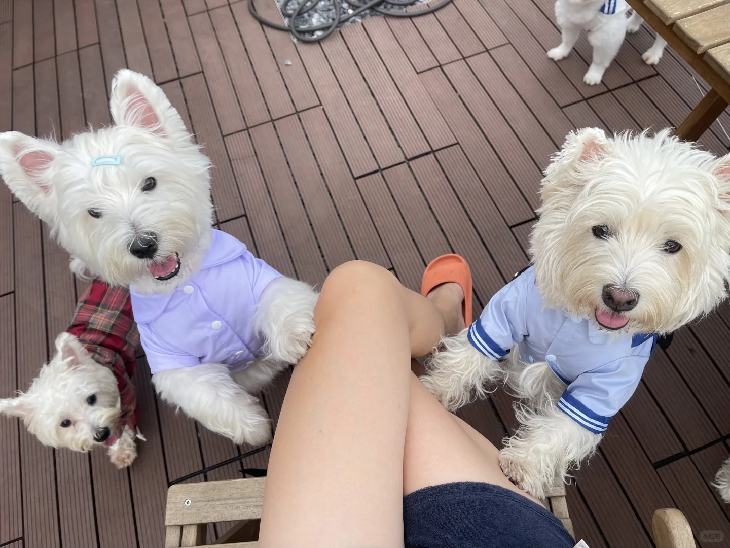 国庆小狗托儿所开班啦！