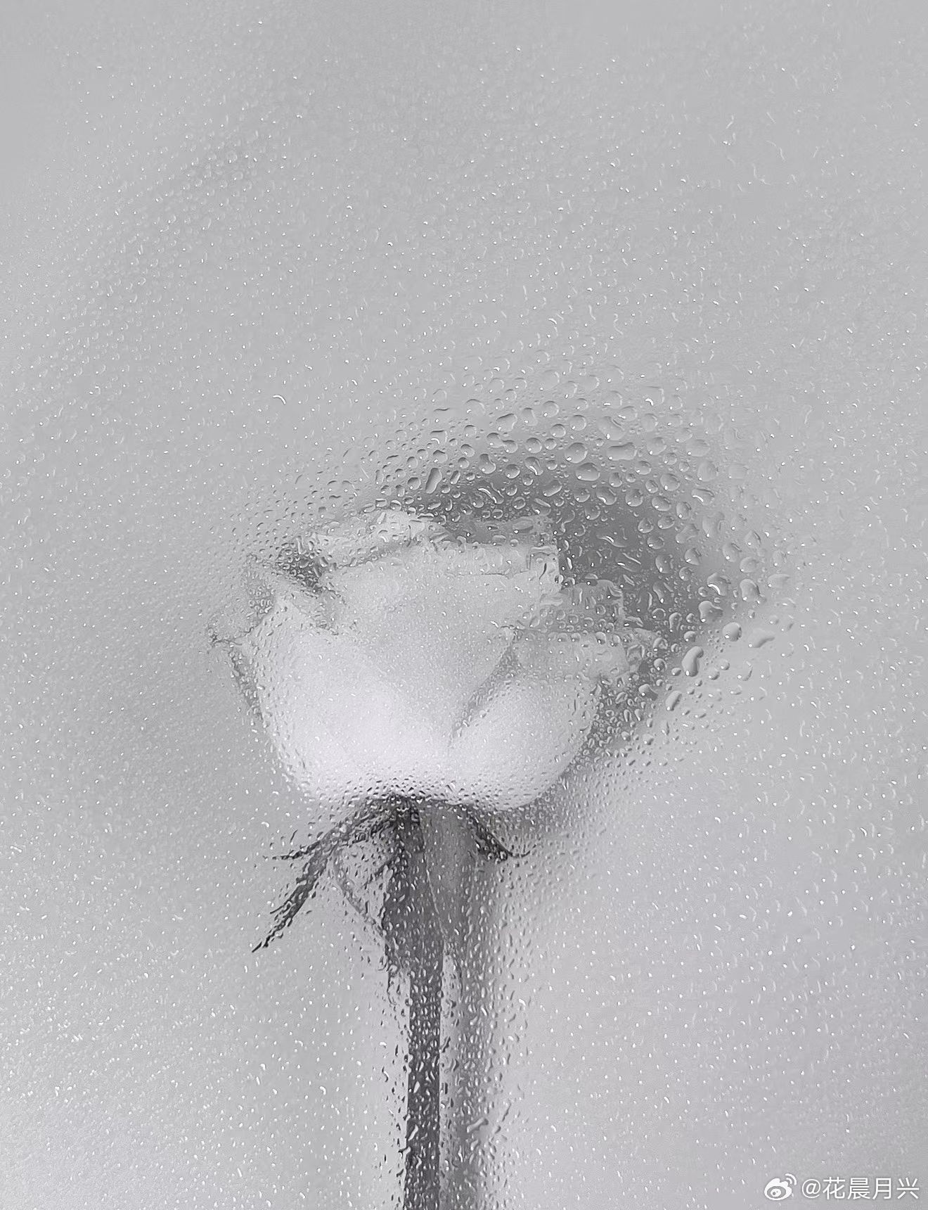 「黑 白」今天把滤镜调成黑白．颜色退场后 ．世界突然变得很诚实． 