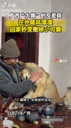 反差太大了吧，广西柳州，一女子在网上晒出，自家土狗平日里出门在外威风凛凛，村里的