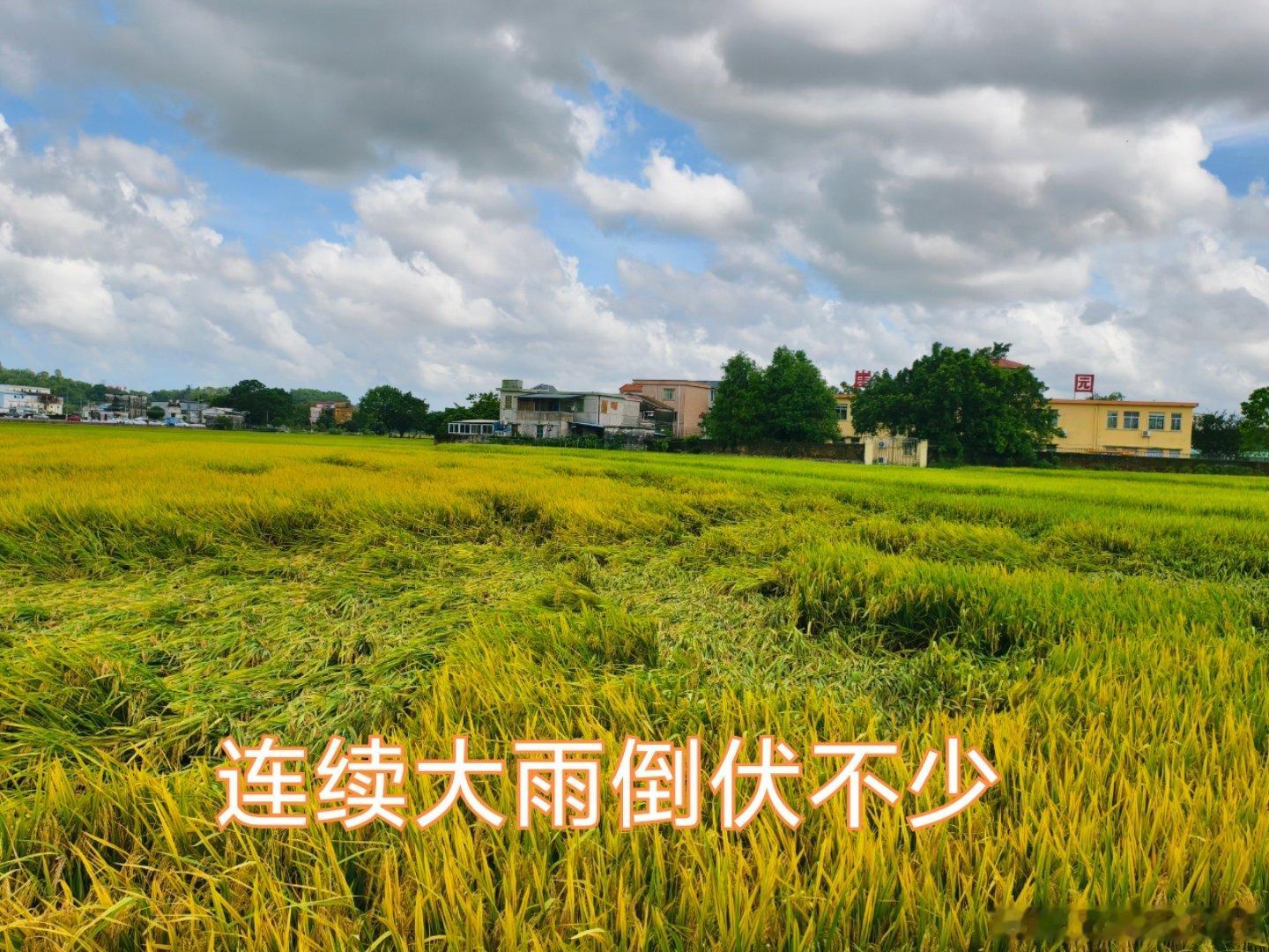 生态中山 很适合外市游客换个地方来避暑玩手机的电厂工坊☕，旁边的民宿进度很慢还没