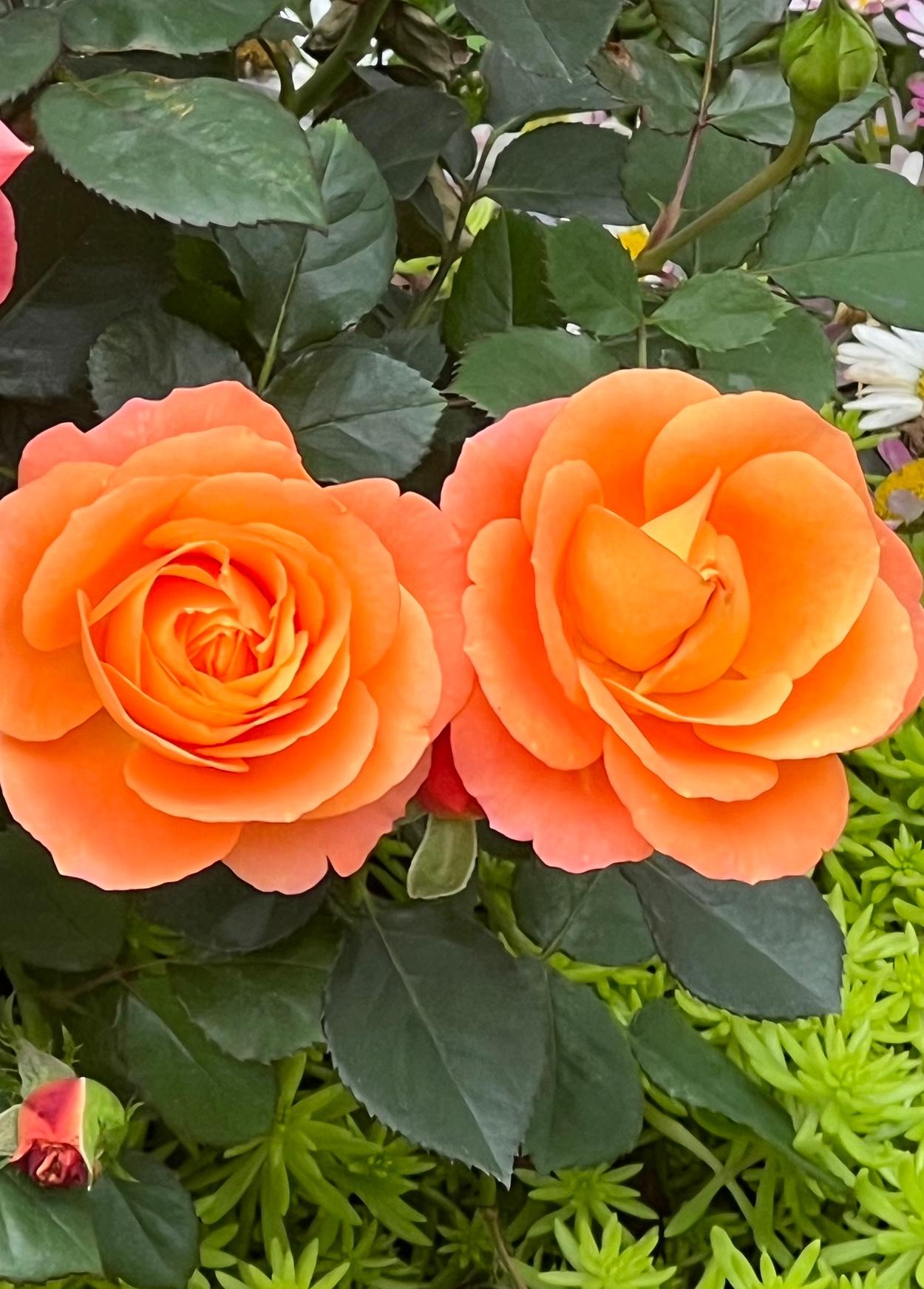 这是我在华南植物园里拍摄到的橘色姐妹月季花，这对月季花依偎在一起，美丽动人，可爱