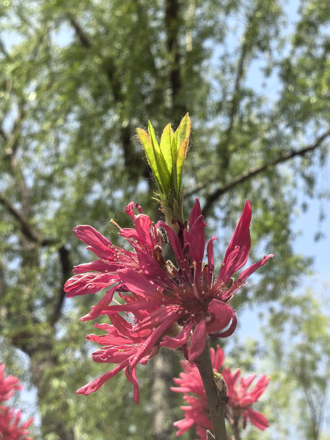 这竟然是碧桃的一种