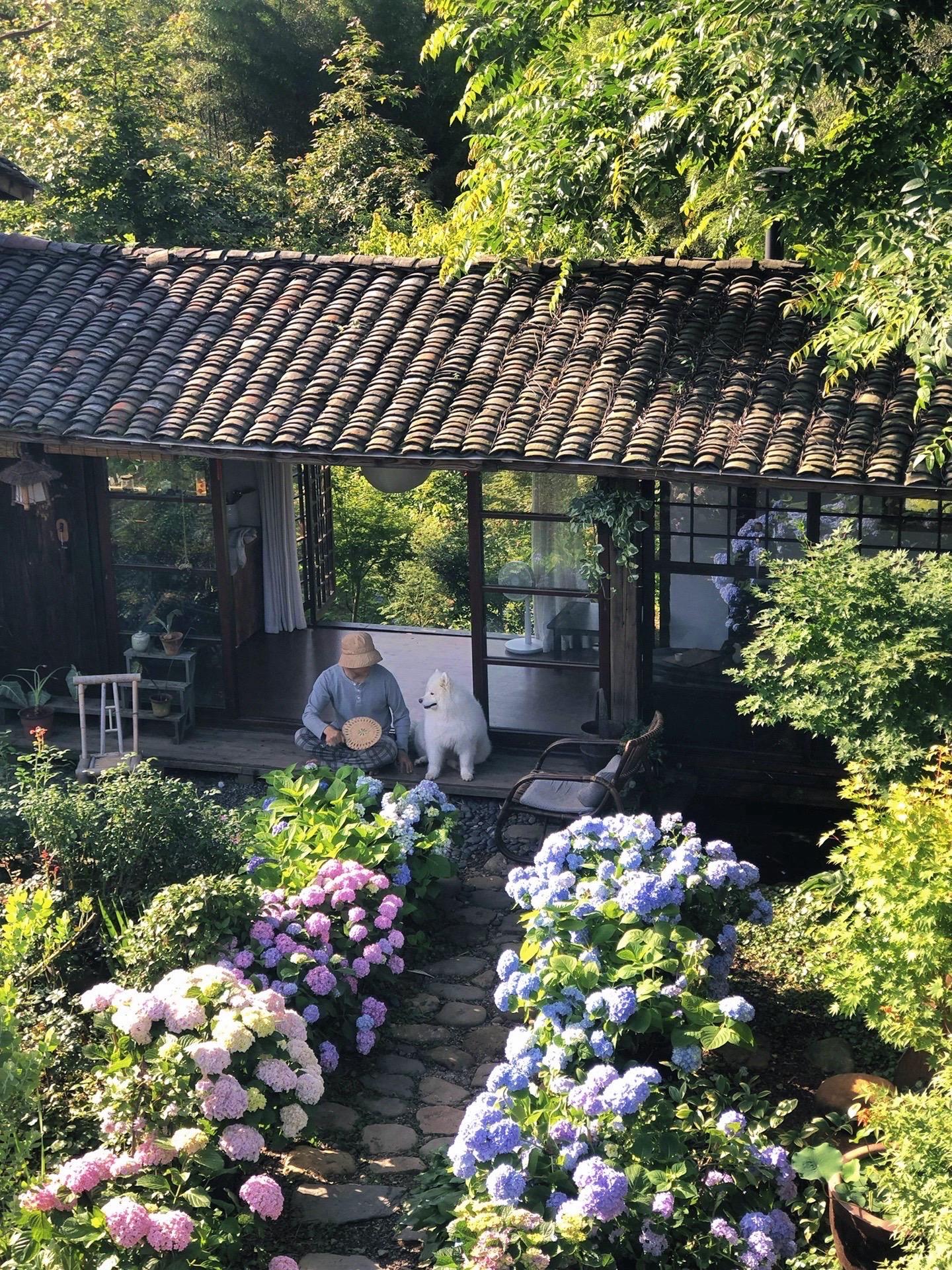 我种了满满一院子的绣球花。