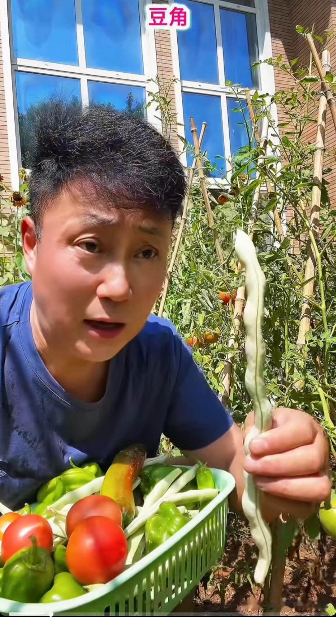 耿为华老师三伏天在地里摘芸豆和西红柿，你种的西红柿看着就好吃，纯绿色无公害，正宗