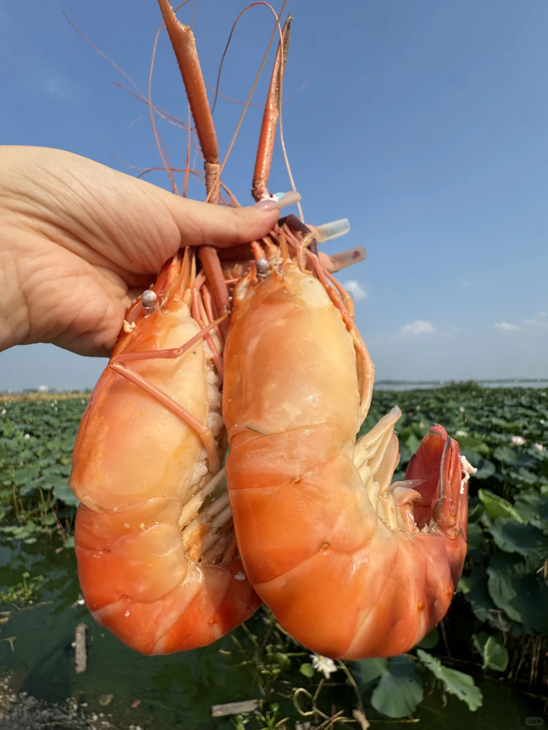 唯一缺点，只有苏州有！！
