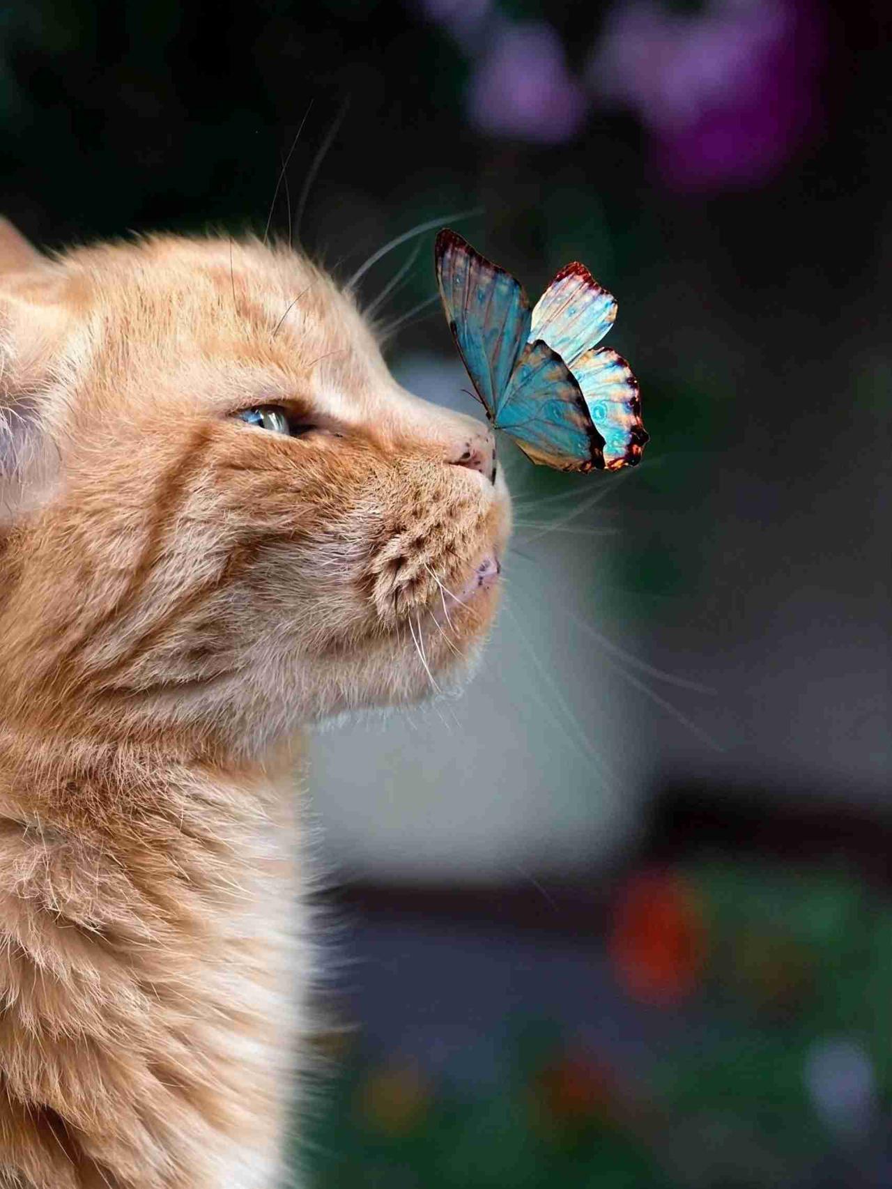 我的今日状态：💰期待暴富
我这里的天气：🌈雨过天晴
当蓝闪蝶吻上橘猫，这一眼