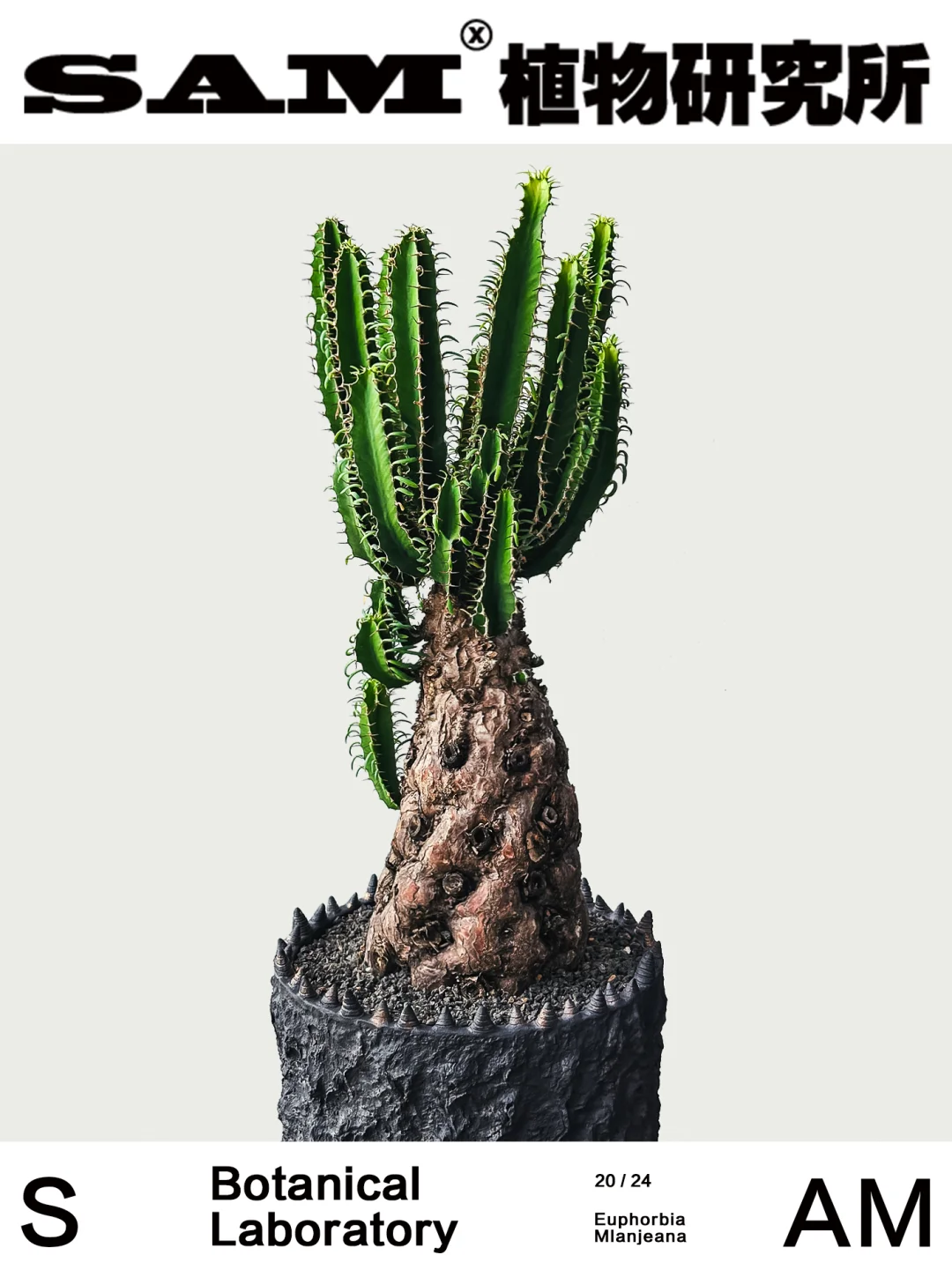 火山大戟｜Euphorbia Mlanjeana