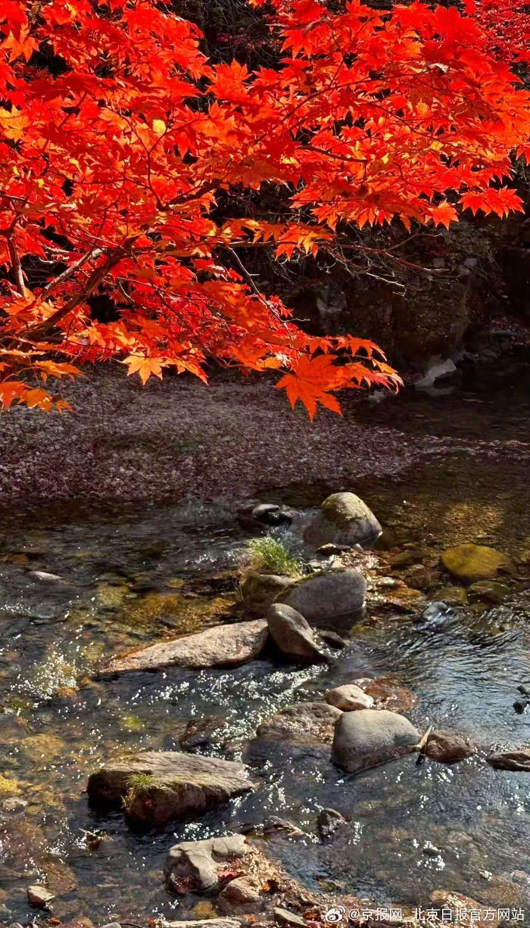 #景区禁止采枫叶捡的也不行# “禁止采摘枫叶、手持枫叶，捡的也不行！”辽宁老边沟