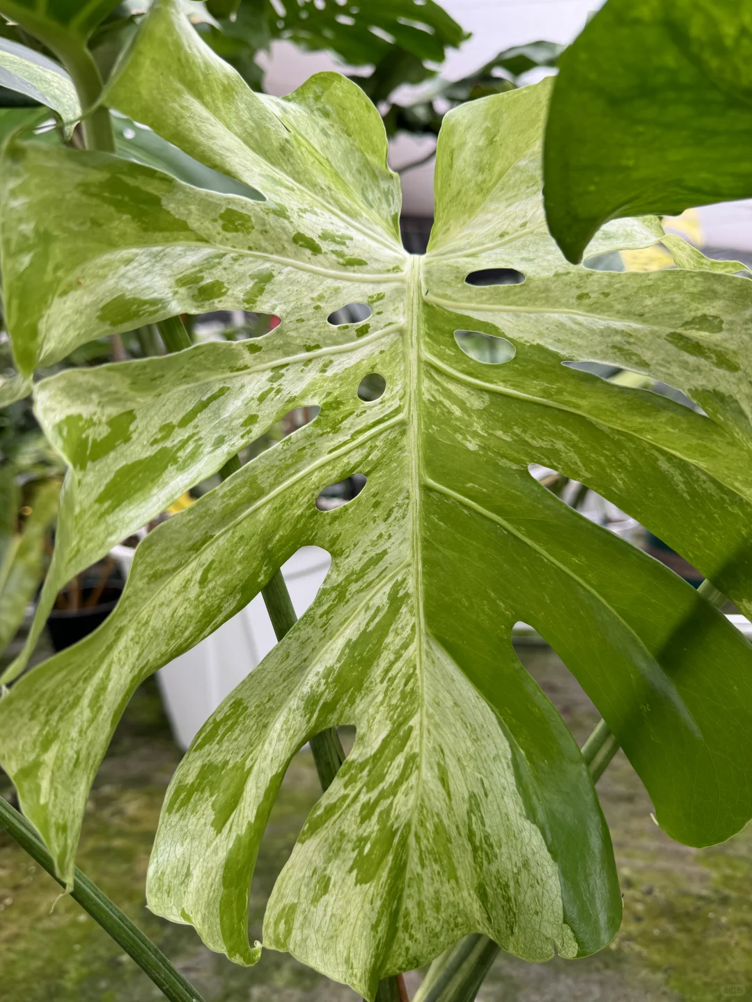 泼墨龟背竹，新叶好像妙蛙呀