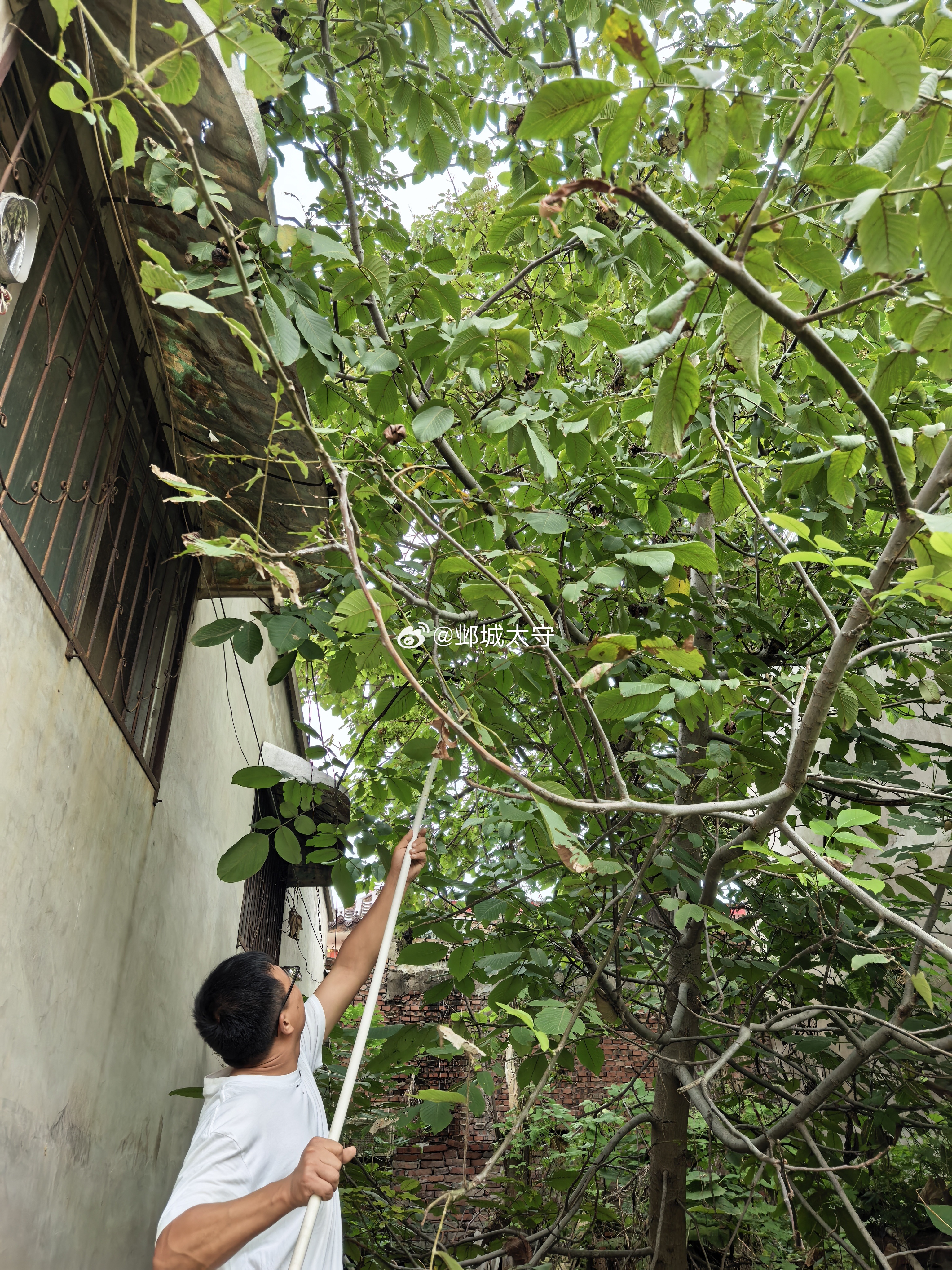 今天中午回了趟村里，每次一过邺城大道，不知道是心理作用的原因，还是因为到了乡村，