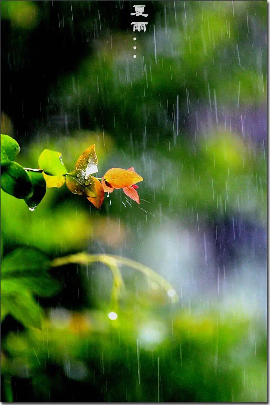初夏雨微凉

细雨蒙蒙，淋在头上，淋在脸上。

我走出身后那偌大的医院，没撑伞。
