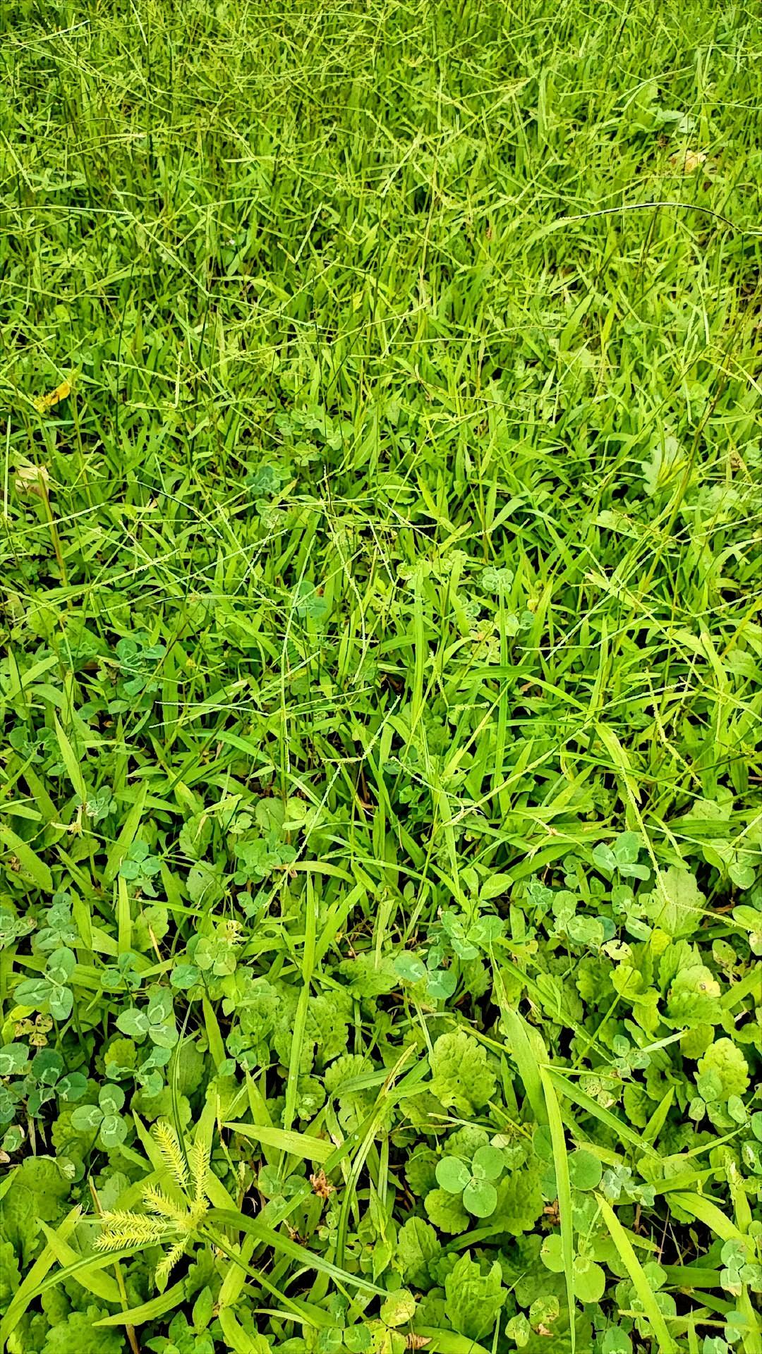 阳光下，草地绿意盎然、生机勃勃，让人切实领略到大自然的美妙。🌿🌞 绿意间，几