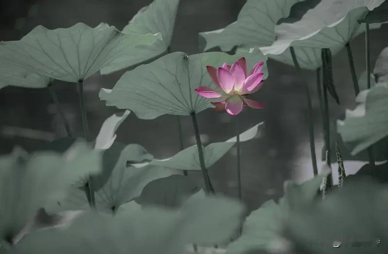 《夏雨荷花艳》
夏雨荷花艳，
风牵翠盖斜。
蛙声穿叶过，
惊散一塘霞。
“夏雨荷