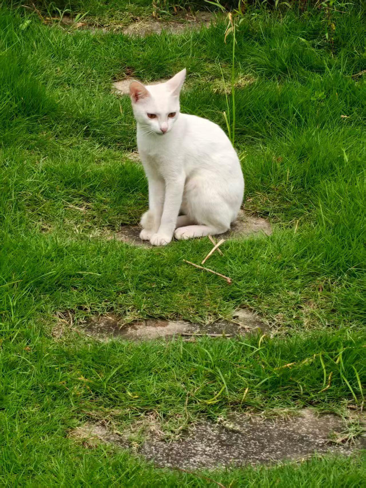 珠海猫咪找领养啦🐱
😻猫咪概况:小白是个聪明，安静，独立，有灵性，善良，纯净