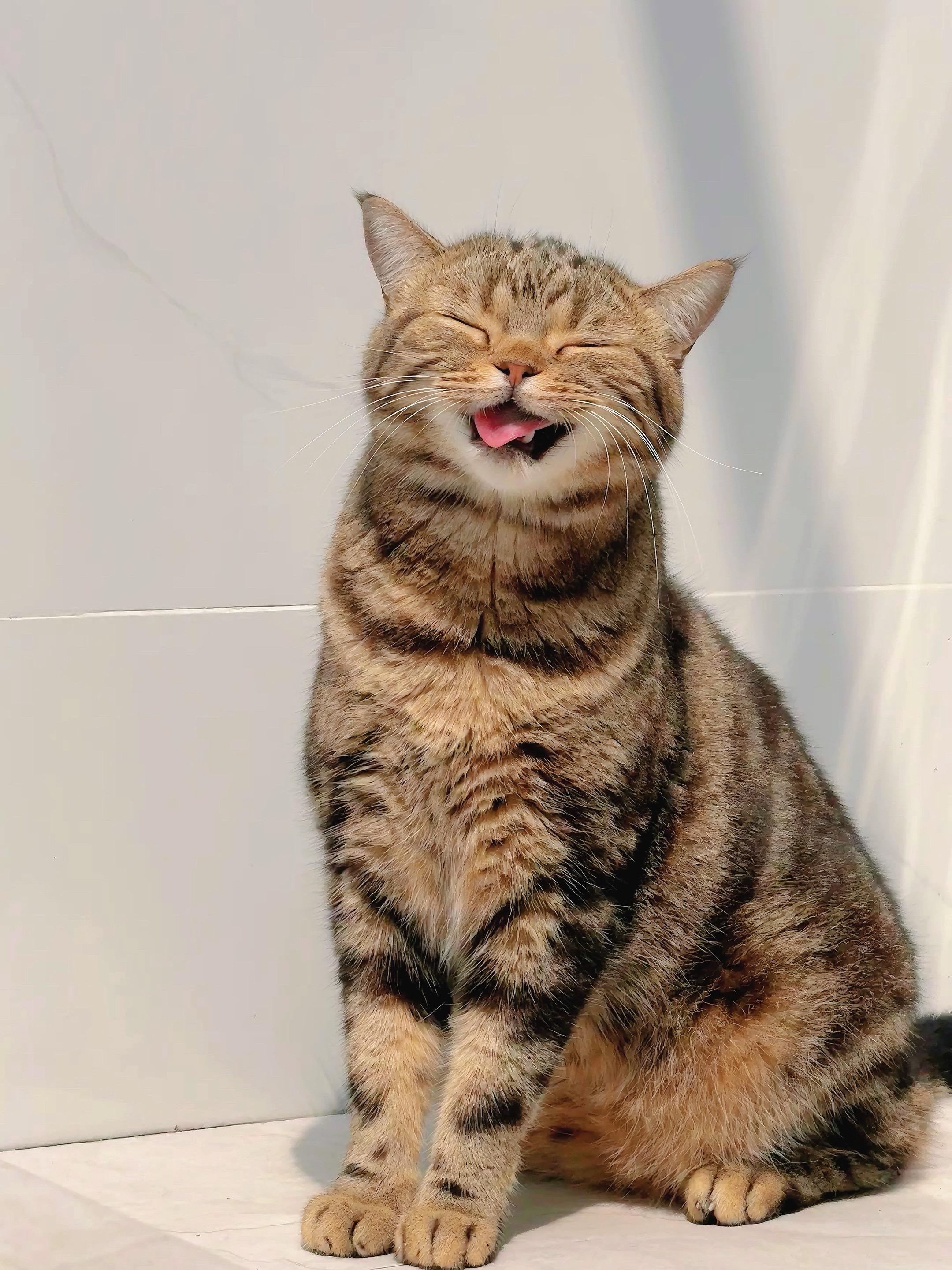 假的🐱一样。