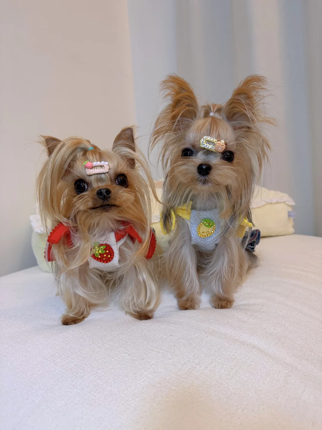 新衣97｜小草莓🍓和小柠檬🍋